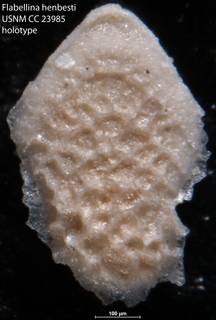 To NMNH Paleobiology Collection (Flabellina henbesti USNM CC 23985 holotype)