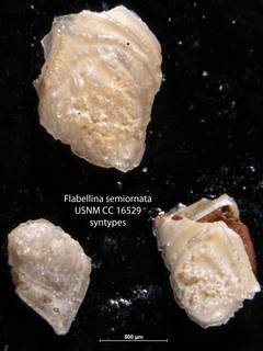 To NMNH Paleobiology Collection (Flabellina semiornata USNM CC 16529 syntypes)