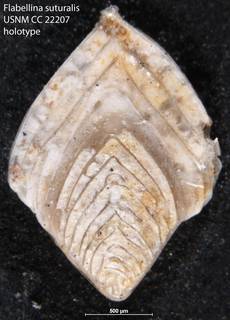 To NMNH Paleobiology Collection (Flabellina suturalis USNM CC 22207 holotype)