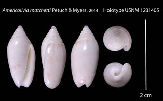 To NMNH Extant Collection (IZ 1231405 Holotype Shell plate)