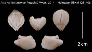 To NMNH Extant Collection (IZ 1231406 Holotype Bivalve plate)