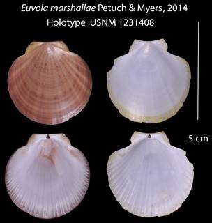 To NMNH Extant Collection (IZ 1231408 Holotype Bivalve plate)