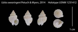 To NMNH Extant Collection (IZ 1231412 Holotype Shell plate)