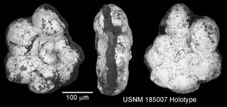 To NMNH Paleobiology Collection (IRN 3150242)