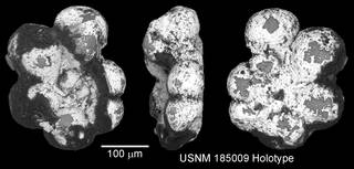 To NMNH Paleobiology Collection (IRN 3150244)