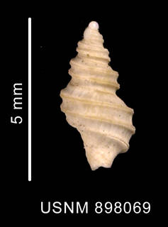To NMNH Extant Collection (Prosipho contrarius Thiele, 1912 shell dorsal view)