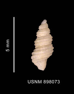 To NMNH Extant Collection (Prosipho priestleyi (Hedley, 1916) shell dorsal view)