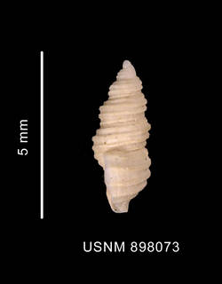 To NMNH Extant Collection (Prosipho priestleyi (Hedley, 1916) shell lateral view)