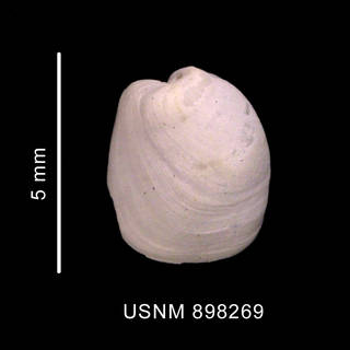 To NMNH Extant Collection (Philine alata Thiele, 1912 shell dorsal view)