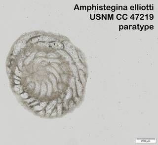 To NMNH Paleobiology Collection (Amphistegina elliotti USNM CC 47219 paratype)