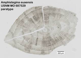 To NMNH Paleobiology Collection (Amphistegina euaensis USNM MO 687529 paratype)