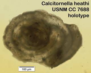 To NMNH Paleobiology Collection (Calcitornella heathi USNM CC 7688 holotype)