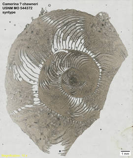 To NMNH Paleobiology Collection (Camerina ? chawneri USNM MO 544372 syntype)