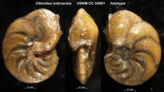 To NMNH Paleobiology Collection (Cibicides isidroensis USNM CC 35881 holotype)