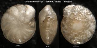 To NMNH Paleobiology Collection (Cibicides kullenbergi USNM MO 689859 holotype)