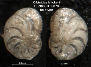 To NMNH Paleobiology Collection (Cibicides lalickeri USNM CC 56878 holotype)