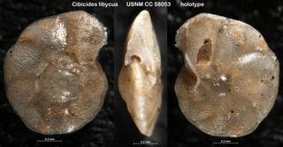 To NMNH Paleobiology Collection (Cibicides libycus USNM CC 58053 holotype)