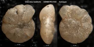 To NMNH Paleobiology Collection (Cibicides loeblichi USNM PR 4193 holotype)