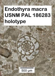 To NMNH Paleobiology Collection (Endothyra macra USNM PAL 186283 holotype)