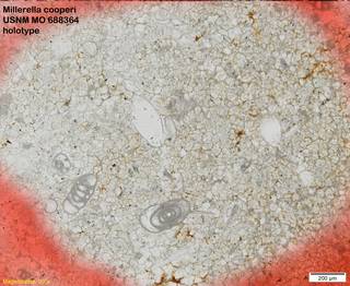 To NMNH Paleobiology Collection (Millerella cooperi USNM MO 688364 holotype)