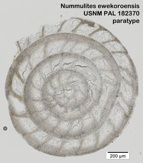 To NMNH Paleobiology Collection (Nummulites ewekoroensis USNM PAL 182370 paratype)