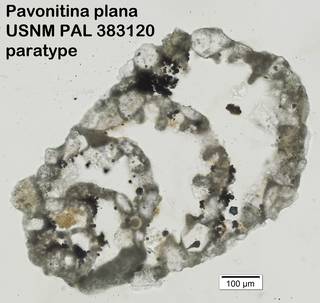 To NMNH Paleobiology Collection (Pavonitina plana USNM PAL 383120 paratype)