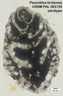 To NMNH Paleobiology Collection (Pavonitina tirolensis USNM PAL 383136 paratype)