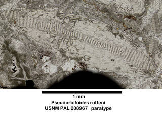 To NMNH Paleobiology Collection (Pseudorbitoides rutteni USNM PAL 208967 paratype)