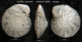 To NMNH Paleobiology Collection (Cibicides mabahethi USNM CC 55690 holotype)