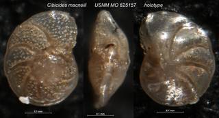 To NMNH Paleobiology Collection (Cibicides macneili USNM MO 625157 holotype)