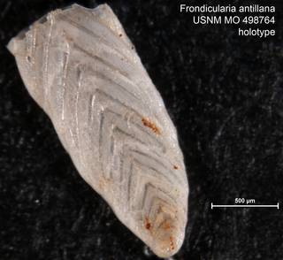 To NMNH Paleobiology Collection (Frondicularia antillana USNM MO 498764 holotype)
