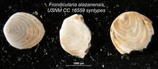 To NMNH Paleobiology Collection (Frondicularia alazanensis USNM CC 16559 syntypes bottom row)