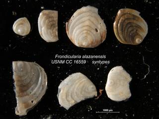 To NMNH Paleobiology Collection (Frondicularia alazanensis USNM CC 16559 syntypes top row)