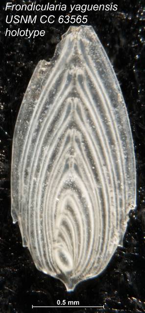 To NMNH Paleobiology Collection (Frondicularia yaguensis USNM CC 63565 holotype)