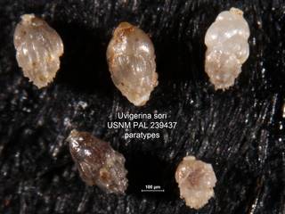 To NMNH Paleobiology Collection (Uvigerina sori USNM PAL 239437 paratypes)