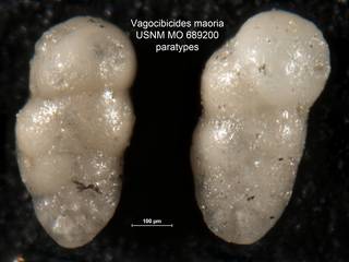 To NMNH Paleobiology Collection (Vagocibicides maoria USNM MO 689200 paratypes)