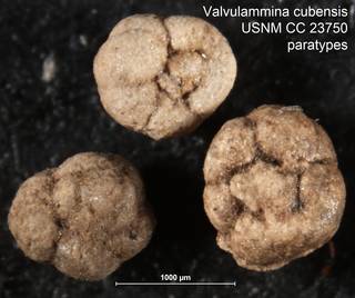 To NMNH Paleobiology Collection (Valvulammina cubensis USNM CC 23750 paratypes)