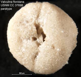 To NMNH Paleobiology Collection (Valvulina floridana USNM CC 37698 paratype)