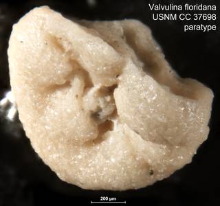 To NMNH Paleobiology Collection (Valvulina floridana USNM CC 37698 paratype left)