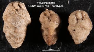 To NMNH Paleobiology Collection (Valvulina martii USNM CC 23748 paratypes)