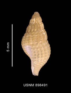 To NMNH Extant Collection (Glypteuthria meridionalis Smith, 1881 shell lateral view)