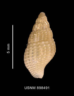 To NMNH Extant Collection (Glypteuthria meridionalis Smith, 1881 shell dorsal view)