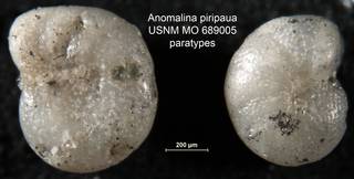 To NMNH Paleobiology Collection (Anomalina piripaua USNM MO 689005 paratypes)