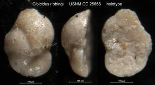 To NMNH Paleobiology Collection (Cibicides ribbingi USNM CC 25656 holotype)