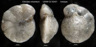 To NMNH Paleobiology Collection (Cibicides richardsoni USNM CC 62401 holotype)