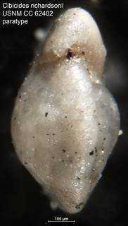 To NMNH Paleobiology Collection (Cibicides richardsoni USNM CC 62402 paratype pl26 f23)