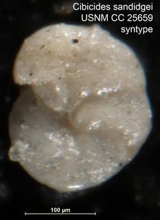 To NMNH Paleobiology Collection (Cibicides sandidgei USNM CC 25659 syntype smaller specimen)
