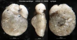 To NMNH Paleobiology Collection (Cibicides sandidgei USNM CC 25659 syntype larger specimen)