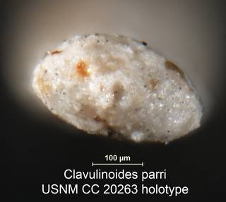 To NMNH Paleobiology Collection (Clavulinoides parri USNM CC 20263 holotype ap)