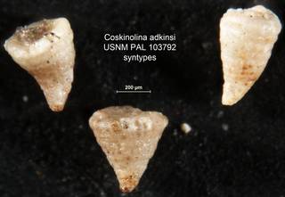 To NMNH Paleobiology Collection (Coskinolina adkinsi USNM PAL 103792 syntypes)